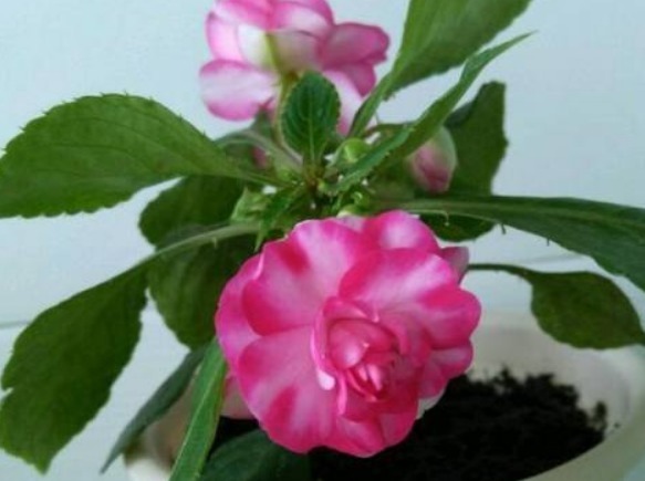 1种花,人称“草本玫瑰”,比玫瑰美,比月季好养,芳香飘满屋