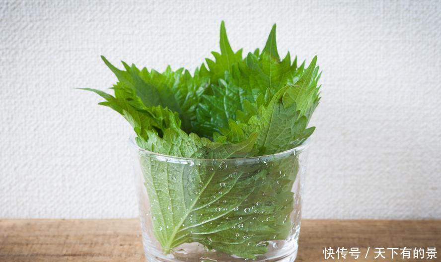 这6种植物是生活的好帮手，家里养一盆，好看好养还可备不时之需