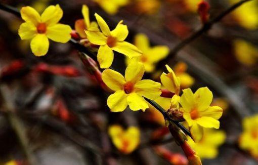 几款花卉好养易打理,花朵清新淡雅,养在家里优雅迷人