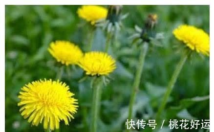 排毒|蒲公英是“排毒之王”,但这4类人,一点也不能碰!