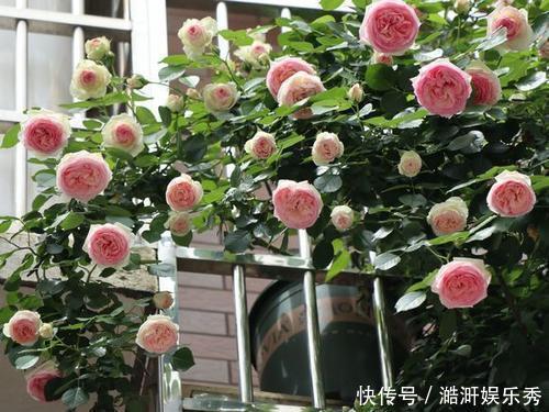 阳台上|家里的角落也别放过,都摆上绿植鲜花,家里清爽观赏性强