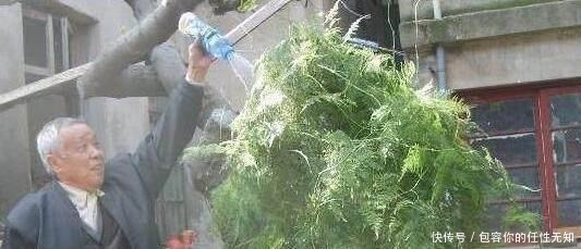 黄叶|文竹、发财树,用这“水”养一养,一窜2米高,再也不黄叶!