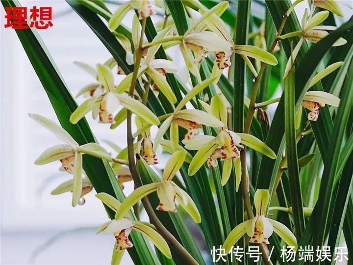 最难养的6种花，买一盆死一盆，想想都生气！