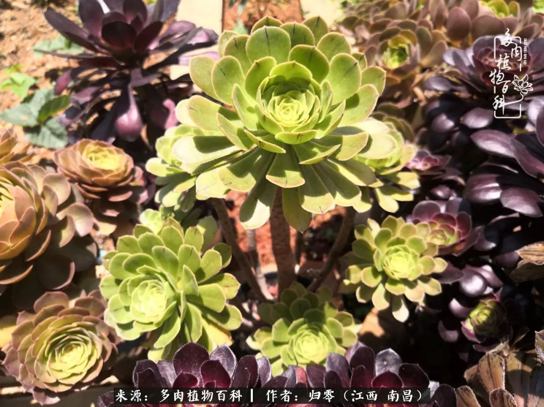 肉肉|人生转个弯,在小院遇见落入凡间的多肉小精灵!