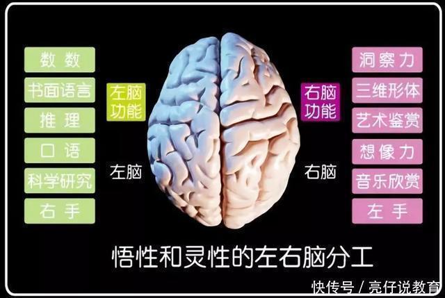 大脑|哈佛研究：右脑是儿童大脑发育的重点，但接近80%的家长弄错了