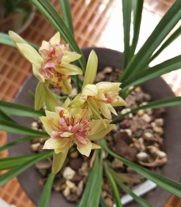  奇蝶|被誉为开花机器“富山奇蝶”，花型奇特，花香浓郁，比绿萝还好养