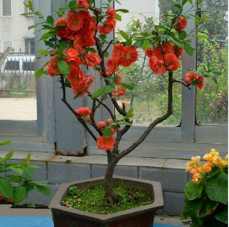 海棠花只长叶子不开花,找对原因很重要,花朵才能嗖嗖冒