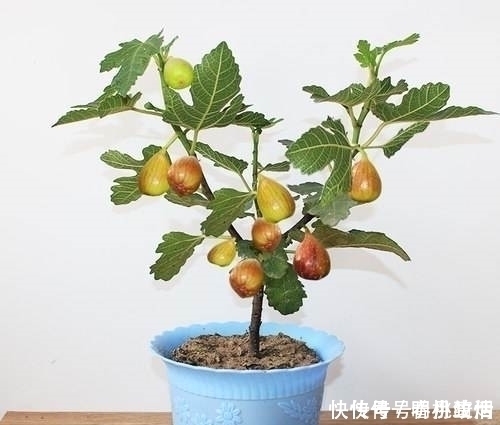 这“2种”水果,剪根枝条插土里,15天生根,2年结果,果子吃不完