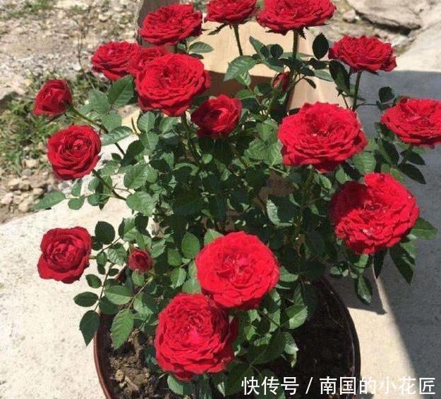 枝条|此6种漂亮花儿，遇土即活，一年四季常开花，花朵多，轻松养爆盆