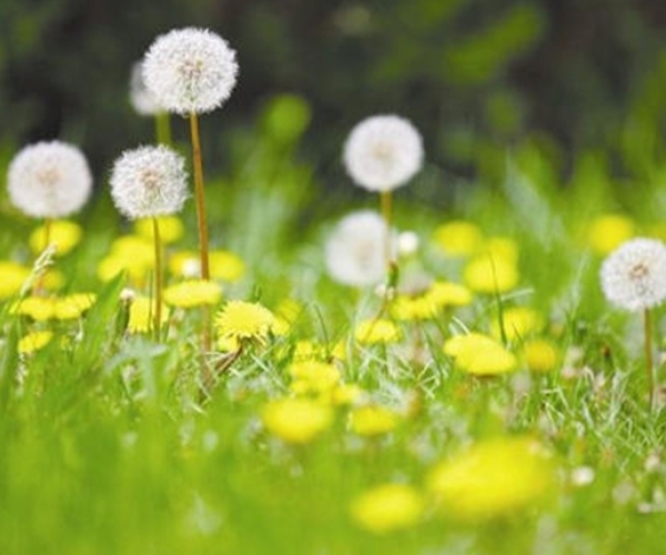平肝降火|蒲公英的“黄金搭档”,坚持1周泡水喝,平肝降火,胃也舒坦了!