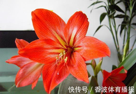 朱顶红|这些“老话”通俗易懂,能叫养花人少走弯路