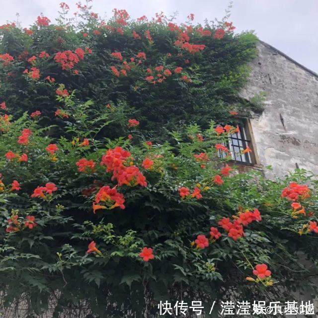 花友|5种花最好别养，根钻得到处都是，砍都砍不尽