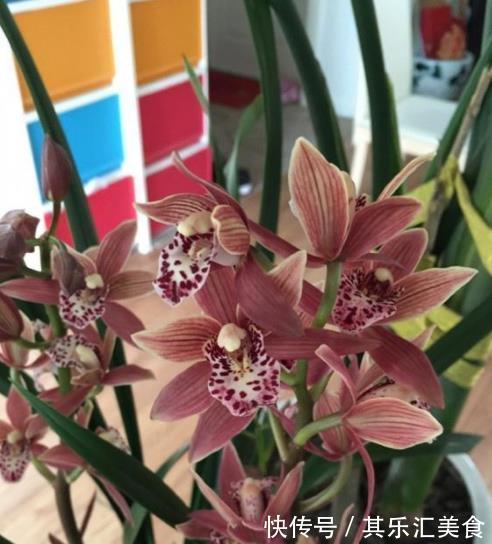 新手养兰花，教你一招叶子自然矮化，长势旺盛花苞更多