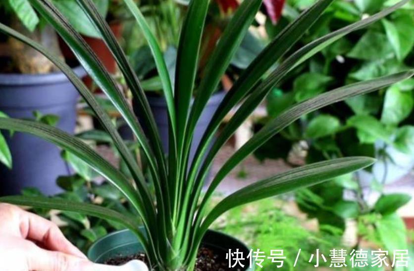 君子兰|秋天别忘了给君子兰“开小灶”,叶片油绿挺拔,越养越旺
