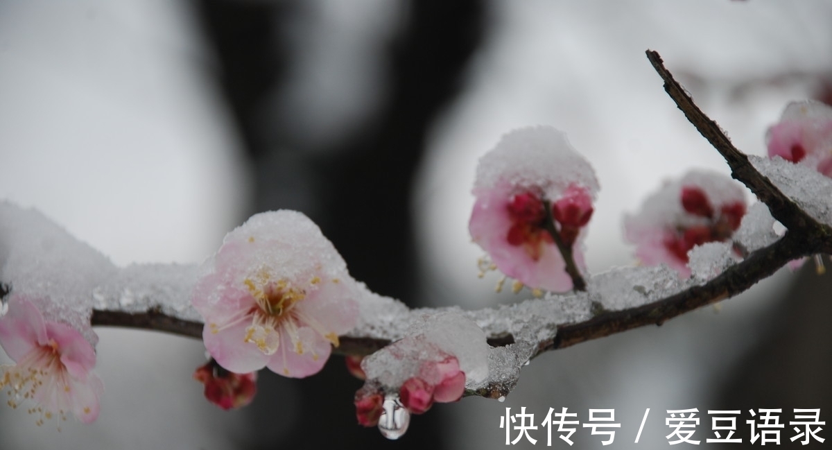 梅花#寒冬早梅诗四首，一树寒梅白玉条，疑是经冬雪未销