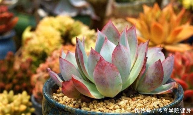 入夏,多肉断水还是不断肉肉进入休眠期后,要有这种浇水意识!