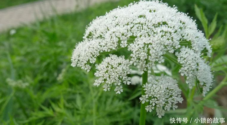 野草|一种野草是蛇的天然“床铺”，开花美价值高！野外遇到最好别碰！