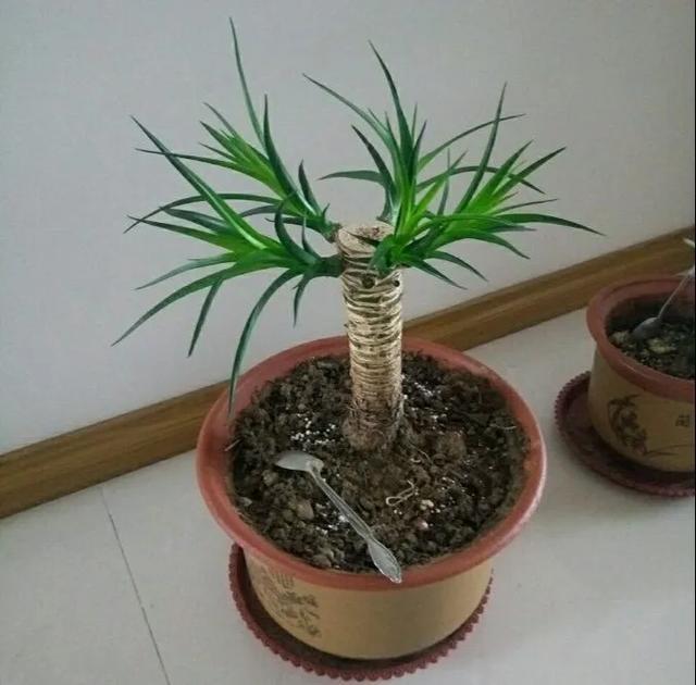 叶子|嫌花长的丑，趁现在砍头，满盆都是新叶子！