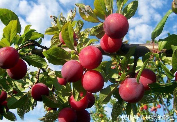 女性推荐多吃3种食物,润肤美容,补血益气,滋润身体