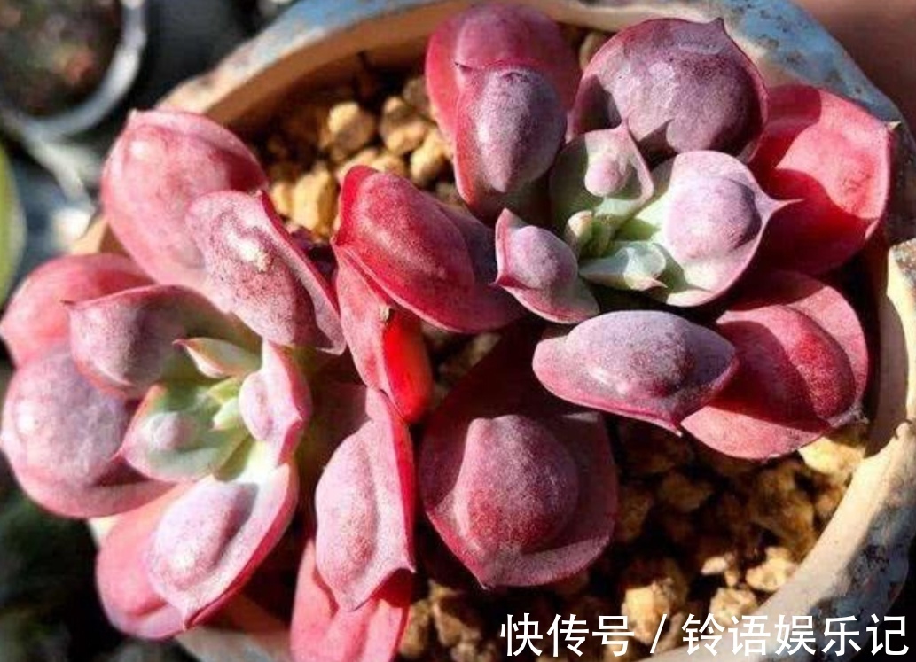 夏天到了,养多肉别犯“3种错误”,否则最后只剩空花盆