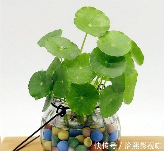 几种花最适合懒人养,勤快人养不过三个月就死!