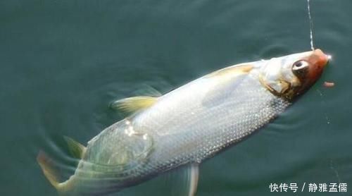 柳絮|钓白条有技巧,并不是使用腥饵那么简单,想钓得好这几点尤为重要