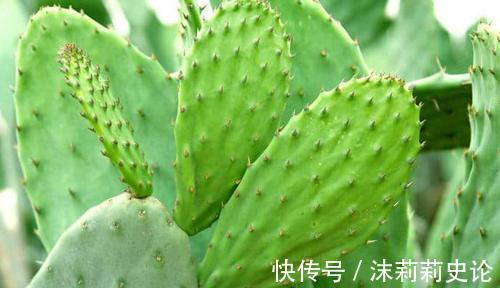 盆栽|养花,土壤上覆盖着一层雪,植物的根就像盖了被子一样