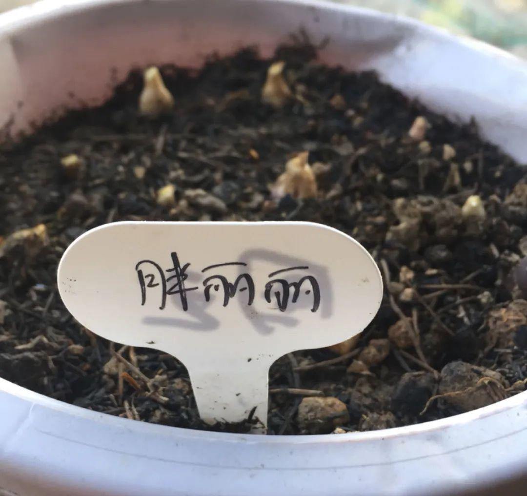 风雨兰|从养花大神家,偷来3个爆花技巧,快学,24小时后删