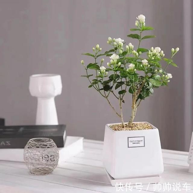 飘香藤|最爱晒太阳的8种花，越晒开花越多，阳台养几盆，开花成海