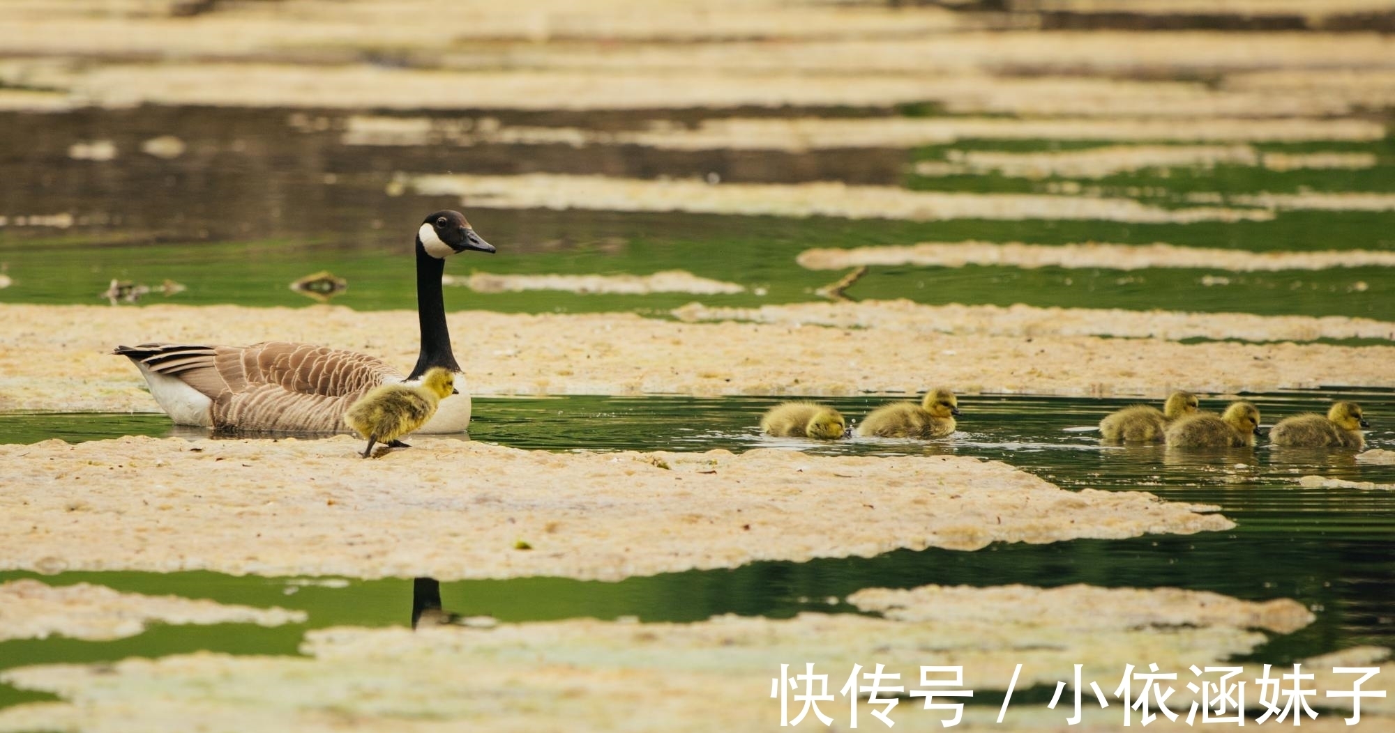 滕王阁序&王勃很经典的一首《山中》，短短20字萧瑟隽永，结尾两句回味无穷