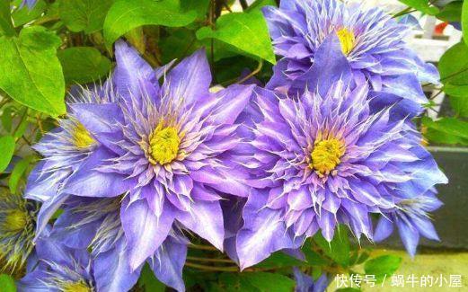 4种花一开就是200天,花姿妖娆,四季繁花似锦