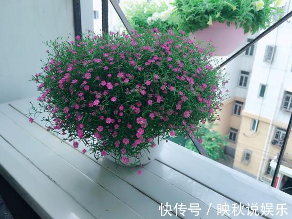 丝石竹|此盆栽漂亮又好养，扔进土里就能活，阳台养一株，年年开花爆盆