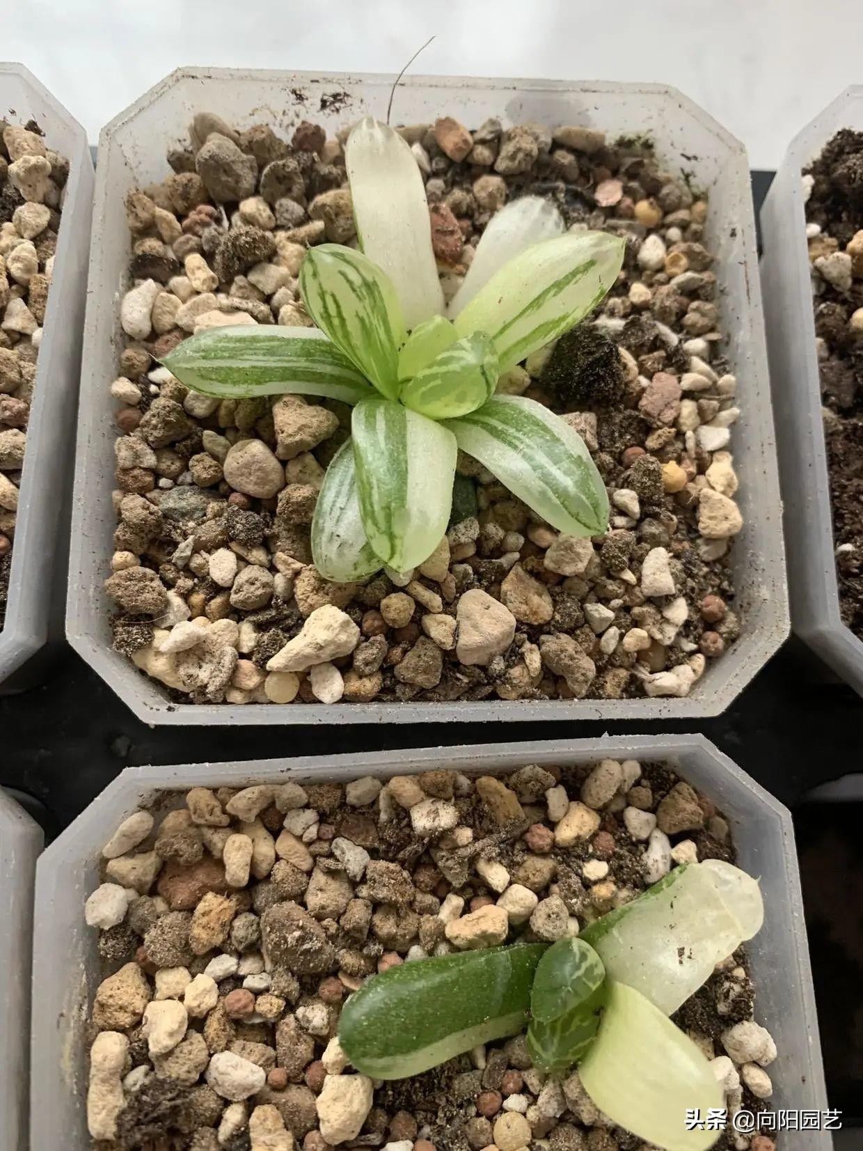 苗子|玉露也能叶插，时隔大半年，叶插成功了，分享扦插全过程