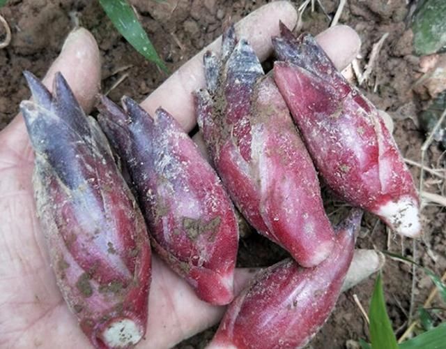 不管你是谁，若采摘这种珍贵植物，请别整株拔走，因为野生有限