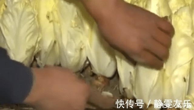 告知删除|农民种植“见不得光”的蔬菜，在欧洲很火，价格贵但味道不如白菜
