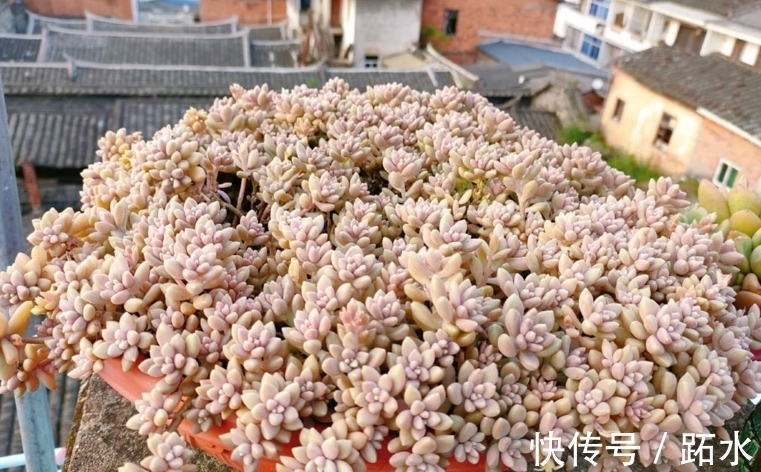 花盆|多肉小盆换大盆不脱土行吗？理论上可以，但建议脱土修根重栽为佳