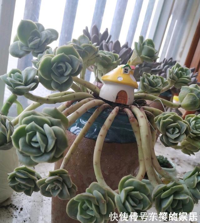 可爱玫瑰|养多肉也得会模仿,看看这颗可爱玫瑰的悬崖桩,我也想养成这样