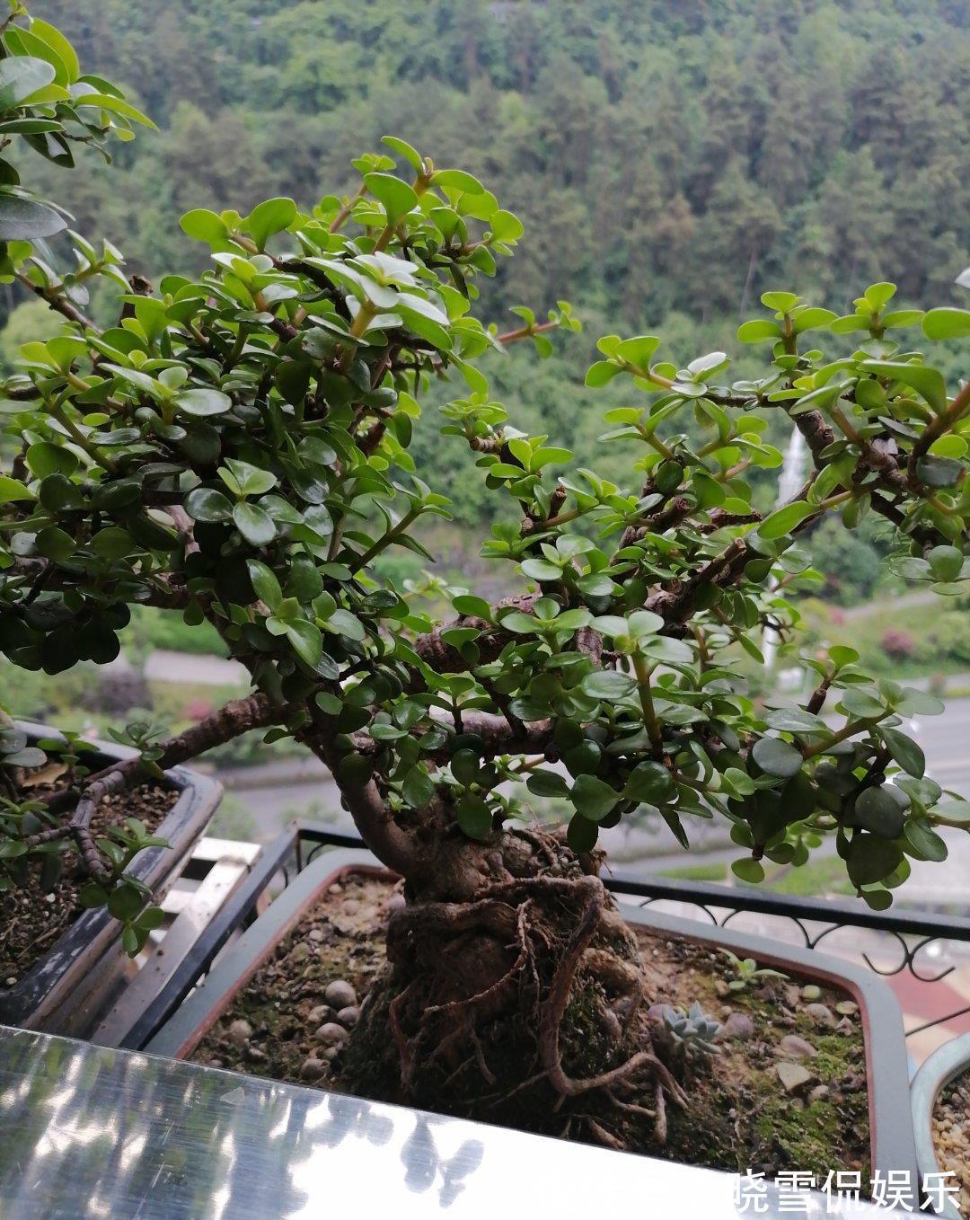 修剪|八月养金枝玉叶,激活“三开关”,窜出八爪根,次年长成苍劲老桩