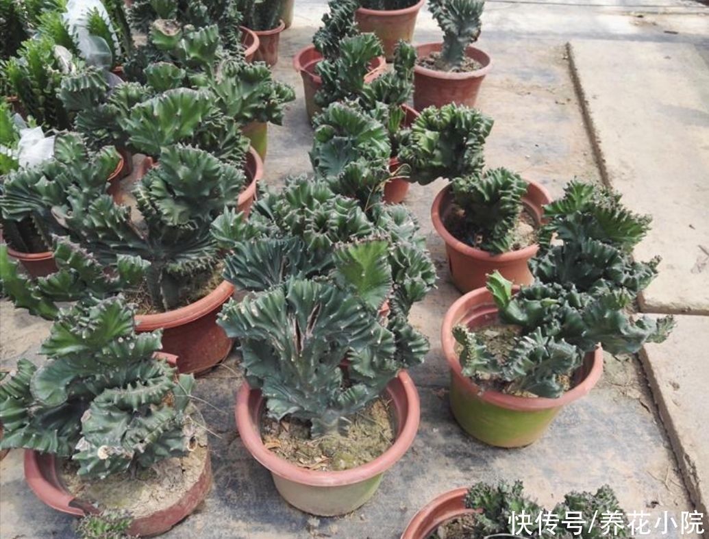 旺宅|家中养盆“玉麒麟”，招财旺宅寓意好，还容易养护