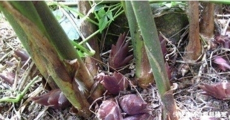 南方1种野菜，叶子似生姜，我国很少人吃，出口日本被称亚洲人参