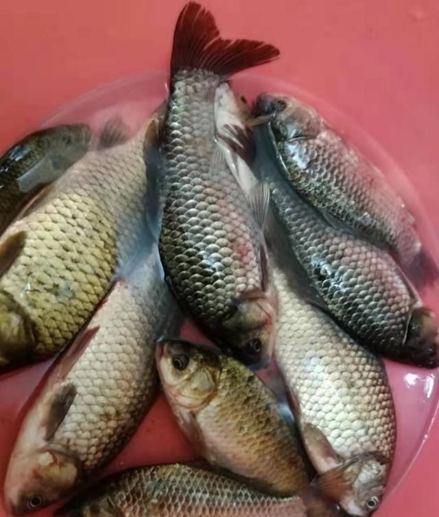 饵料|夏天大板鲫都藏在这些地方,方法用对就可以钓到