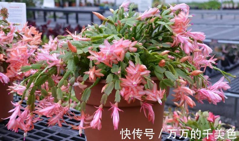 养殖|养蟹爪兰需要“酸水”，适当用这3样，不用愁植株到了花期不开