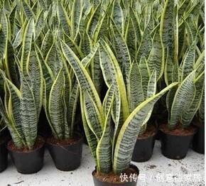 浇水|养了2年的虎皮兰不长个？做好3件事，猛长侧芽，满盆绿叶！