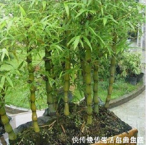 家里养花别瞎养2种花是大忌,6种花旺财还养人