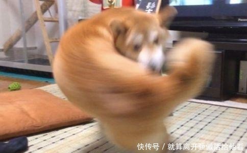 艺术家创造有趣的动物雕塑,你觉得哪个最搞笑