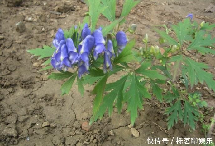 北乌头|关公刮骨疗伤就是中了它的毒,山上很常见,遇到需谨慎!