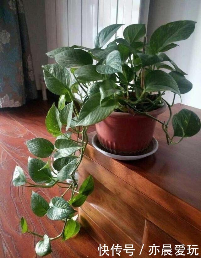 枝叶茂盛|绿萝过冬“三要点”,顺利过冬,枝叶茂盛,越长越旺