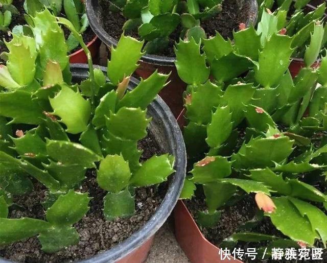 她繁殖蟹爪兰,就用1把“梳子”,3周长出“胡须根”