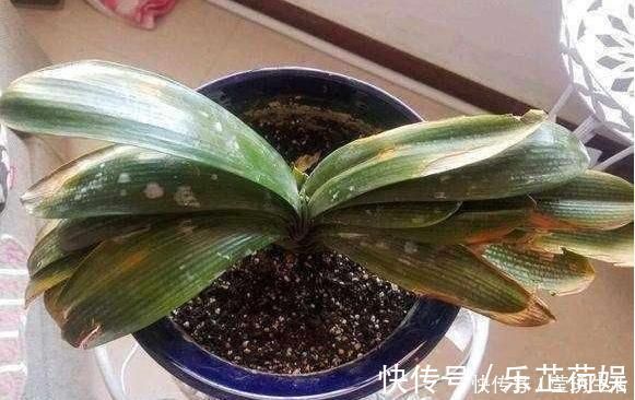 植物|2种水,是养花的“砒霜水”,万万不能用,不然黄叶花枯死