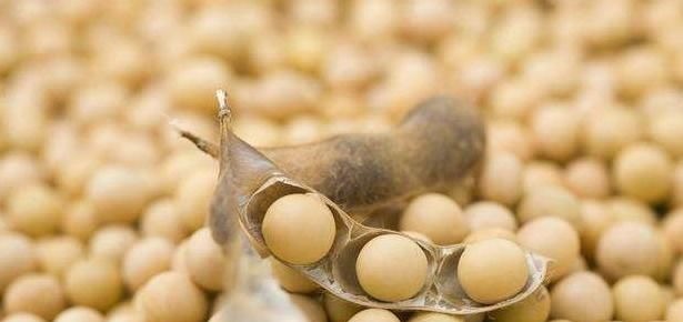 肝脏|肝不好的人,不妨多吃4个“养肝王”,或许能养好肝,保障健康